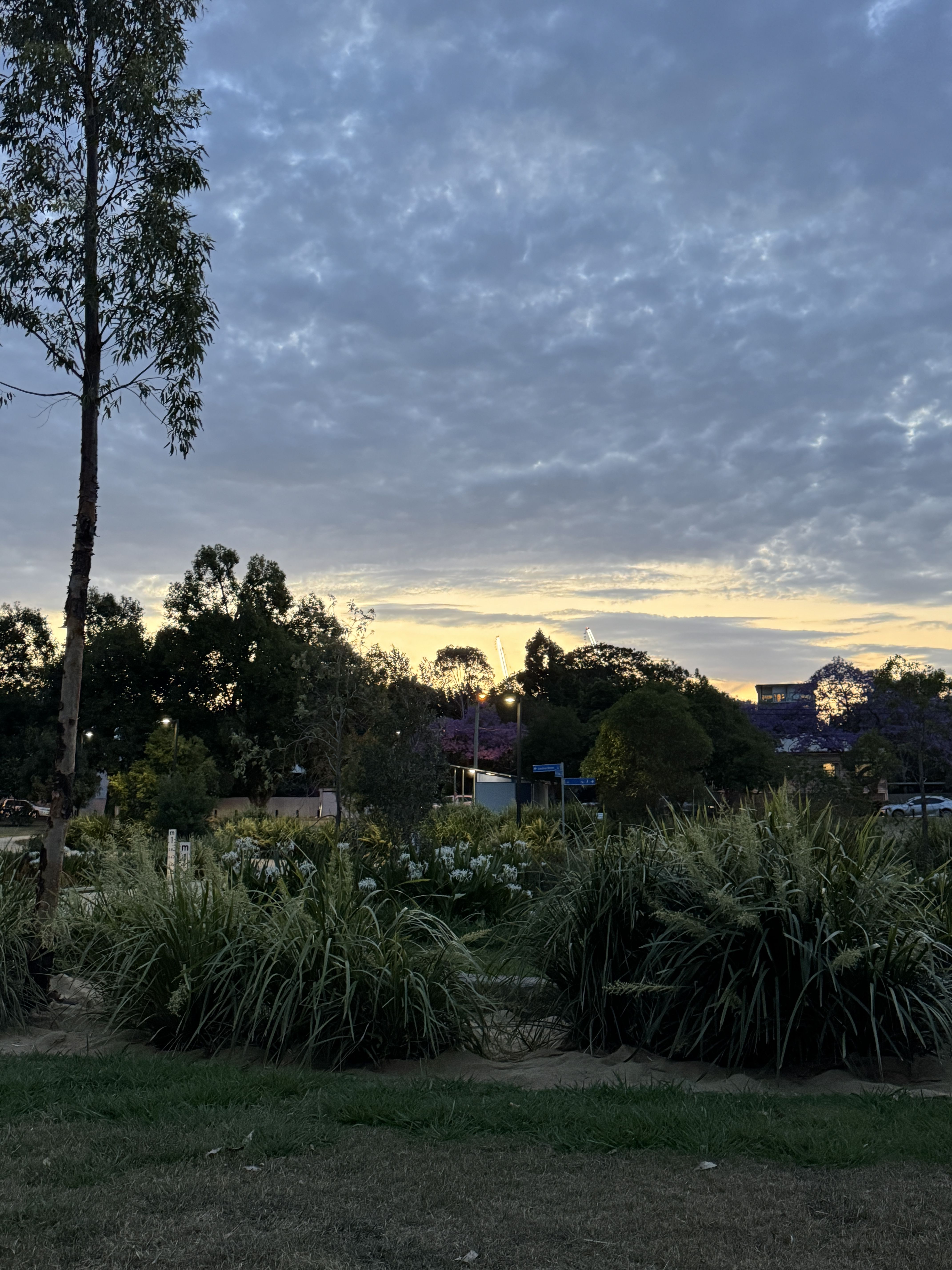 Sunset pic I took in my local park this evening